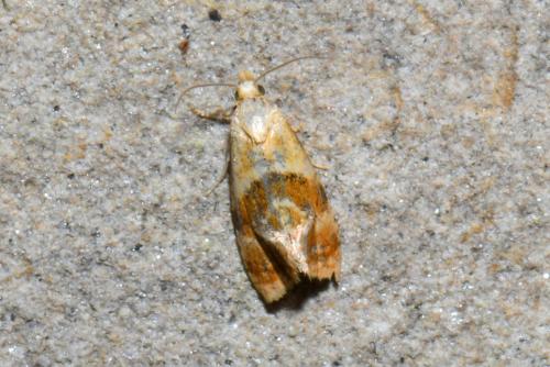 Cochylidia rupicola